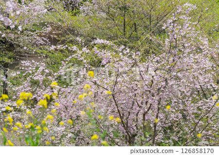 溫暖春日里綻放的美麗櫻花「長湯溫泉垂枝櫻花村」大分縣竹田市 126858170