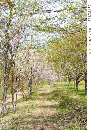 溫暖春日里綻放的美麗櫻花「長湯溫泉垂枝櫻花村」大分縣竹田市 126858172