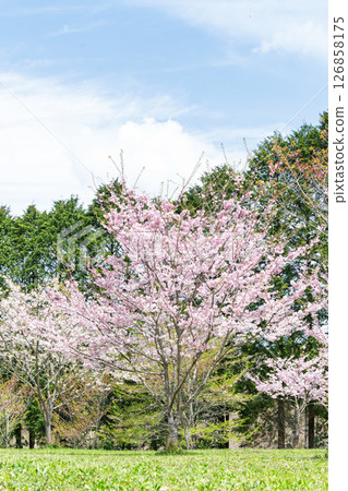 Beautiful cherry blossoms shining in the light of a warm spring day "Nagayu Onsen Weeping Cherry Village" Taketa City, Oita Prefecture 126858175