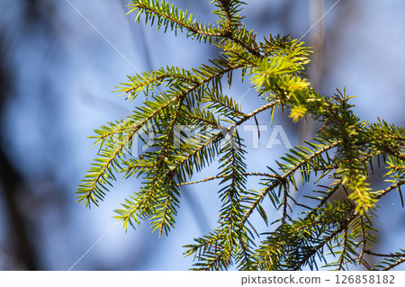 Close-up view of pine tree branches displaying vibrant green needles against a clear blue sky on a sunny day in the forest 126858182