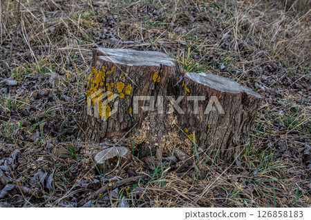 Stump covered in vibrant yellow lichen surrounded by dry grass and scattered leaves in a natural setting during daylight 126858183