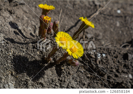 Tussilago farfara blooms brightly in spring showcasing vibrant yellow flowers emerging from the earth 126858184