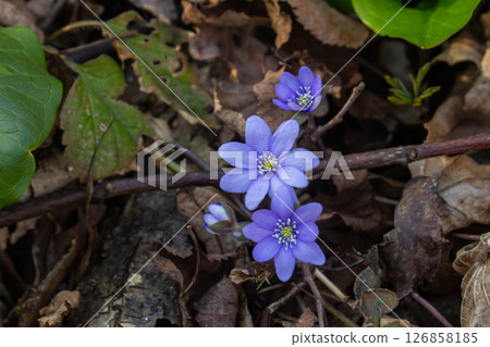 Hepatica flowers bloom amid fallen leaves in a vibrant spring forest under the soft sunlight Hepatica flowers bloom amid fallen leaves in a vibrant spring forest under the soft sunlight 126858185