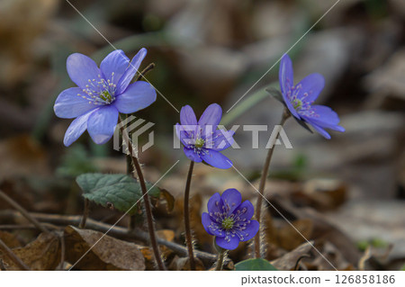 Hepatica flowers bloom vibrantly in a serene spring forest showcasing nature's beauty and renewal in a tranquil setting filled with rich earth tones Hepatica flowers bloom vibrantly in a serene spring forest showcasing nature's beauty and renewal in a tranquil setting filled with rich earth tones 126858186