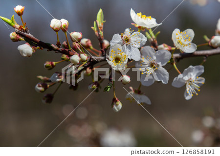 Spring blossoms of Prunus cerasifera or Prunus divaricata display delicate white flowers against a blue sky backdrop in a serene natural setting 126858191