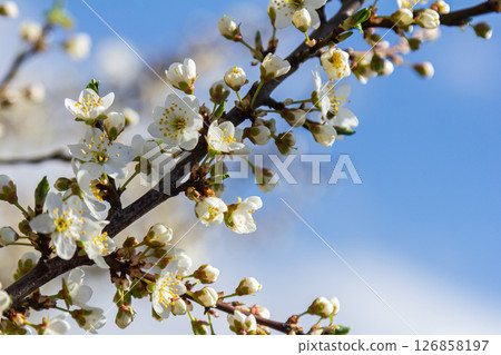 Beautiful spring blooms of Prunus cerasifera thrive under a clear blue sky in a vibrant garden setting 126858197