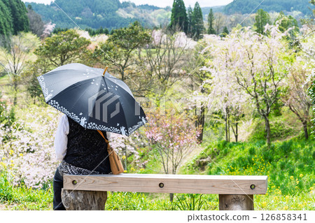 休息椅景色:溫暖春日里綻放的美麗櫻花,大分縣竹田市“長湯溫泉垂枝櫻花村” 休息椅景色:溫暖春日里綻放的美麗櫻花,大分縣竹田市“長湯溫泉垂枝櫻花村” 126858341