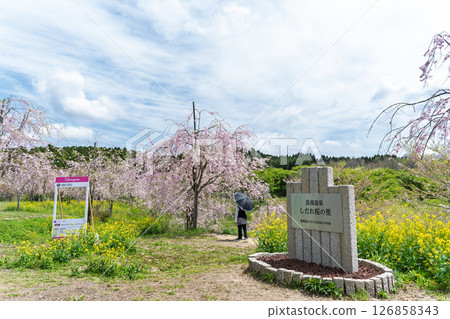 Signs, guide boards, and face-in spots: Beautiful cherry blossoms shining in the light of a warm spring day, "Nagayu Onsen Weeping Cherry Village," Taketa City, Oita Prefecture 126858343