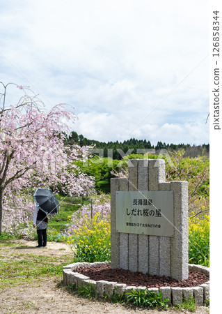 Signs and guide boards: Beautiful cherry blossoms shining in the light of a warm spring day, "Nagayu Onsen Weeping Cherry Village," Taketa City, Oita Prefecture Signs and guide boards: Beautiful cherry blossoms shining in the light of a warm spring day, "Nagayu Onsen Weeping Cherry Village," Taketa City, Oita Prefecture 126858344