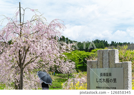 Signs and guide boards: Beautiful cherry blossoms shining in the light of a warm spring day, "Nagayu Onsen Weeping Cherry Village," Taketa City, Oita Prefecture 126858345