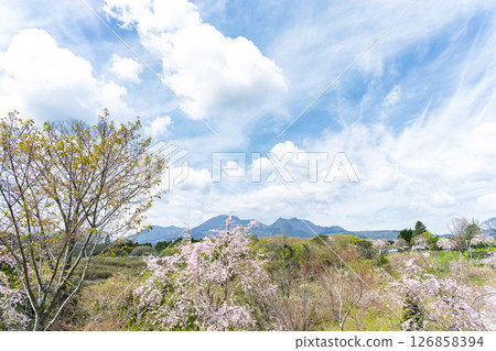 Beautiful cherry blossoms shining in the light of a warm spring day "Nagayu Onsen Weeping Cherry Village" Taketa City, Oita Prefecture 126858394