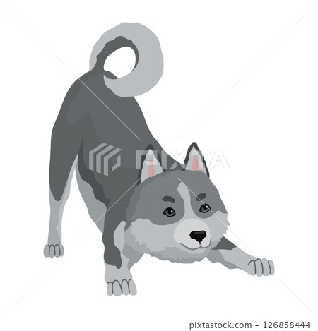 Cute gray wolf pose. Cartoon character of dangerous mammalian animal. Vector flat illustration isolated on white background Cute gray wolf pose. Cartoon character of dangerous mammalian animal. Vector flat illustration isolated on white background 126858444