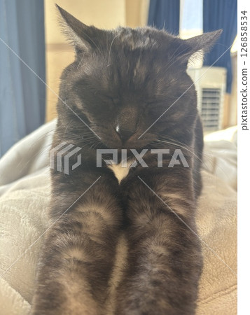 A cat sleeping soundly in the sun 126858534