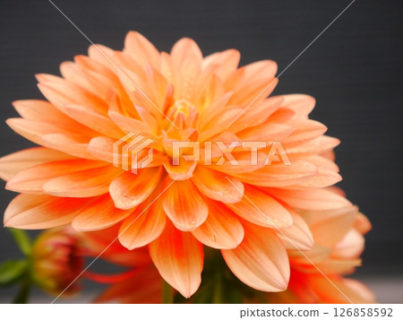 美麗的大麗花 126858592