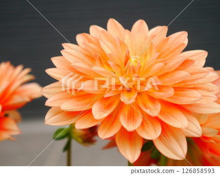 Beautiful dahlia 126858593