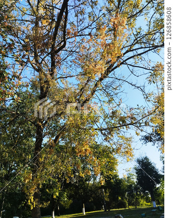 diseased tree with yellow and dry leaves. Parasites on trees 126858608