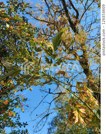 damaged trees in cobwebs and caterpillars. Parasites on leaves and cuts damaged trees in cobwebs and caterpillars. Parasites on leaves and cuts 126858609
