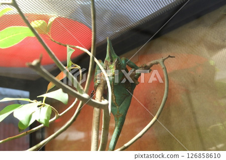 A green chameleon is sitting on a branch, hiding. Chameleon in the zoo A green chameleon is sitting on a branch, hiding. Chameleon in the zoo 126858610