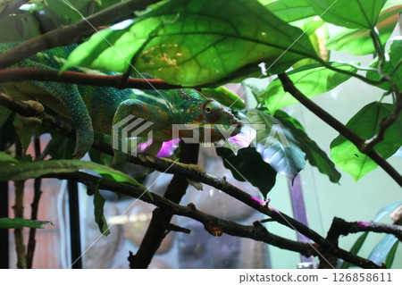 Chameleon, side view, hiding among the leaves. Funny Animals 126858611