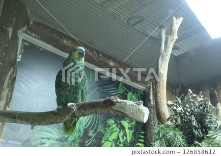A green parrot is sitting on a branch, looking at the camera. Keeping birds in a cage 126858612