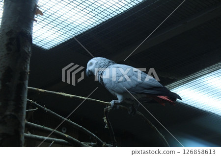 The parrot sits on a branch of light gray blue color. Keeping birds in an aviary The parrot sits on a branch of light gray blue color. Keeping birds in an aviary 126858613
