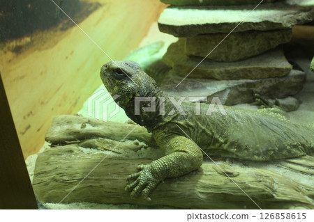 Uromastyx aegyptia Close-up of a gray lizard of the Agamaceae family Uromastyx aegyptia Close-up of a gray lizard of the Agamaceae family 126858615