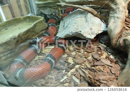 Lampropeltis triangulum sinaloae black and red striped snake in an aquarium terrarium 126858616