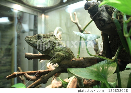 Gray chameleon porcus close-up looking into the frame 126858628