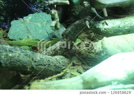 A green spotted lizard hides among the rocks A green spotted lizard hides among the rocks 126858629