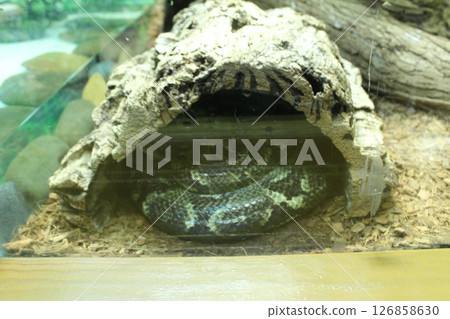 A green snake with spots hid behind a stone in the zoo. Keeping reptiles A green snake with spots hid behind a stone in the zoo. Keeping reptiles 126858630