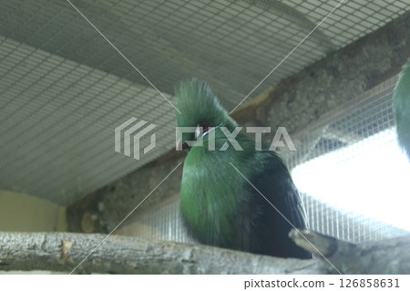 Guinea parrot turaco angry disgruntled parrot sitting on a branch in the zoo. Bird emotions Guinea parrot turaco angry disgruntled parrot sitting on a branch in the zoo. Bird emotions 126858631