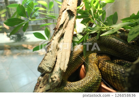 Elaphe carinata. Golden Green Snake Between Tree Sticks Elaphe carinata. Golden Green Snake Between Tree Sticks 126858636