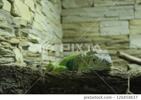 Iguana green chitting on a log on the ground close-up. Iguana in the zoo Iguana green chitting on a log on the ground close-up. Iguana in the zoo 126858637
