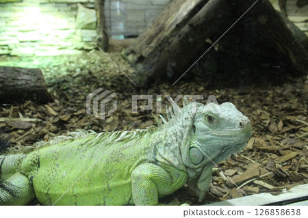 Portrait of an iguana in green, side view. Portraits of funny animals 126858638