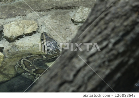 Reticulated python behind a tree. Reptiles reptiles in nature. Dangerous poisonous animals 126858642