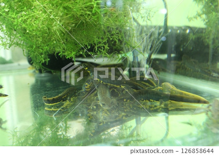 Lissotriton italicus in an aquarium near the water. Aquatic animals Lissotriton italicus in an aquarium near the water. Aquatic animals 126858644
