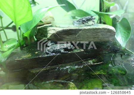 Bombina red-bellied toad sitting on rocks in an aquarium near water Bombina red-bellied toad sitting on rocks in an aquarium near water 126858645