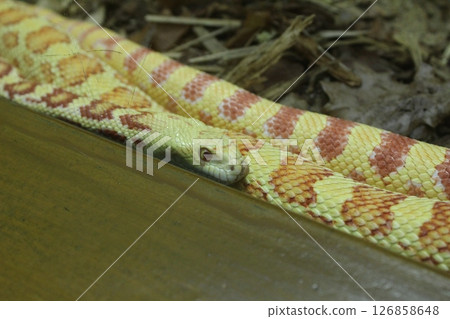 A gopher snake of bright yellow color with stripes lies behind the glass 126858648