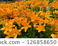 Orange lilies in the park 126858650