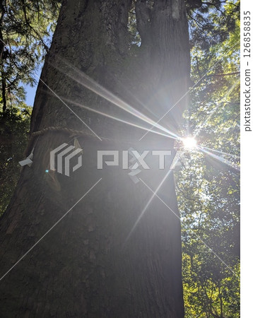 The beauty of sunlight The beauty of sunlight 126858835