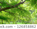 清新綠色森林的形象 126858862