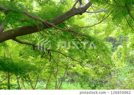 Image of a fresh green forest Image of a fresh green forest 126858862