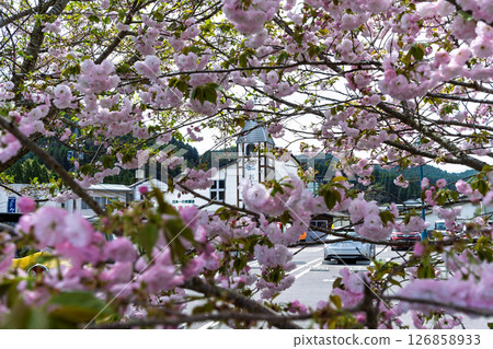 Roadside station and cherry blossoms close-up "Roadside station Nagayu Onsen scenery, Onsen Market" Taketa City, Oita Prefecture 126858933