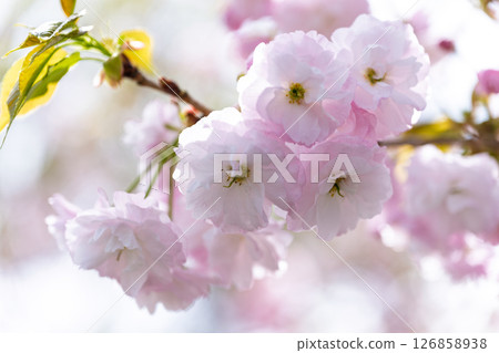 Close-up of cherry blossoms shining in beautiful rays of light "Roadside Station Nagayu Onsen Scenery, Onsen Market" Taketa City, Oita Prefecture 126858938