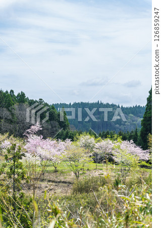 溫暖春日里綻放的美麗櫻花「長湯溫泉垂枝櫻花村」大分縣竹田市 126859247