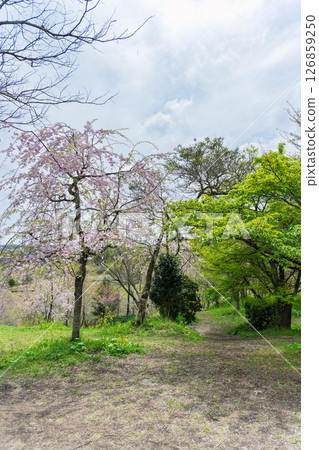在溫暖春日的陽光下，散步道上盛開著美麗的櫻花。 「長湯溫泉垂枝櫻花村」大分縣竹田市 126859250