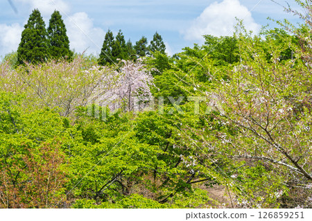 大分縣竹田市“長湯溫泉垂枝櫻花村”，在溫暖的春日里，新綠與櫻花樹交相輝映。 126859251