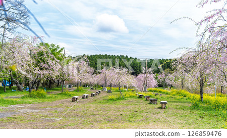 春光明媚，綠意盎然的散步道，大分縣竹田市“長湯溫泉垂枝櫻花村” 126859476