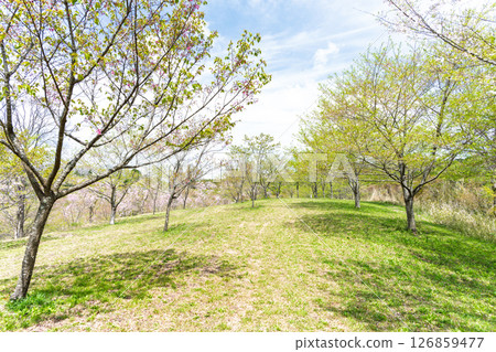 A promenade and fresh greenery in the light of a warm spring day at "Nagayu Onsen Weeping Cherry Village," Taketa City, Oita Prefecture 126859477