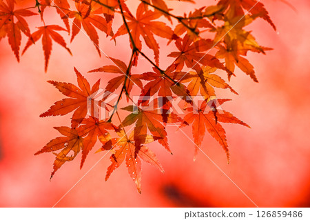 Bright red autumn leaves 126859486